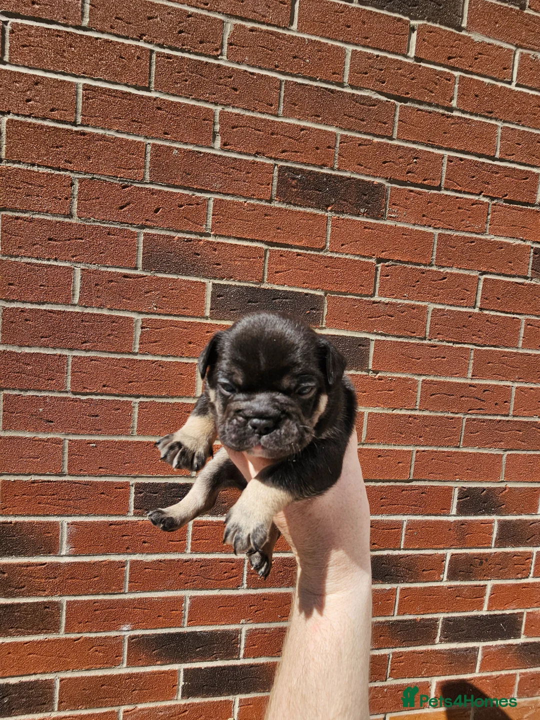 French Bulldog dogs for sale: French bulldog pups in Skelmersdale - Advert 5