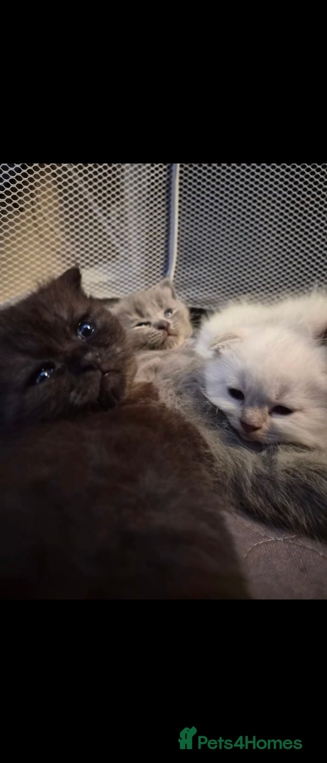 Scottish Fold cats for sale: Scottish fold x Siamese  - Image 4