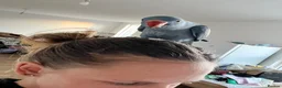 Ringnecks birds for sale: Hand reared indian ringneck babies - Advert 8