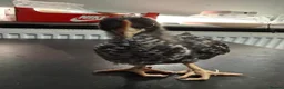 Chickens poultry for sale: Multi coloured mixed breed hybrid chicks  - Advert 16