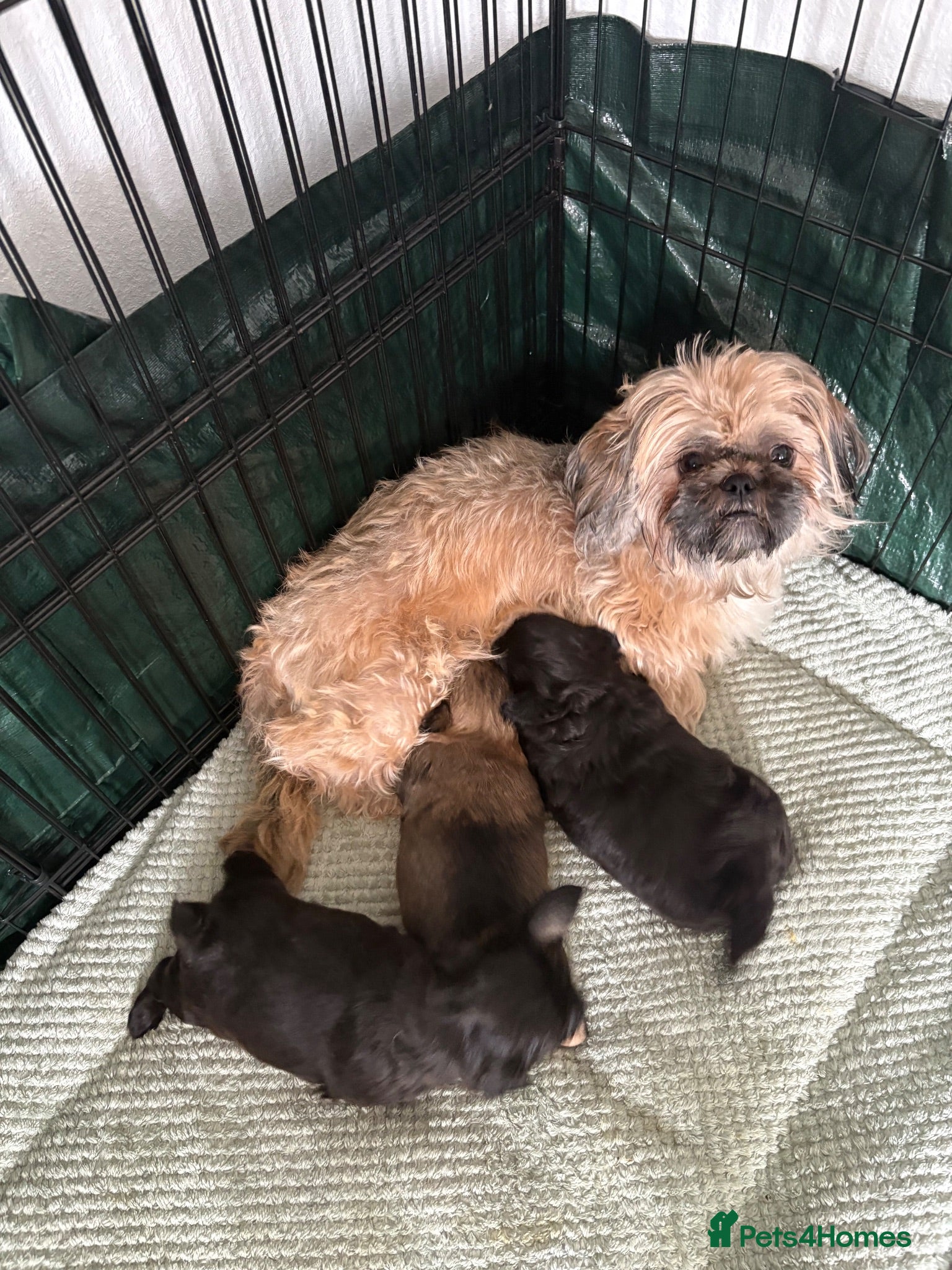 Shih Tzu dogs Shih Tzu pups 2 girls 1 boy - Advert 1