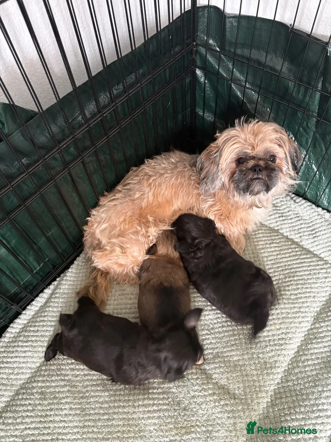 Shih Tzu dogs for sale: Shih Tzu pups 2 girls 1 boy in Middlesbrough - Advert 1