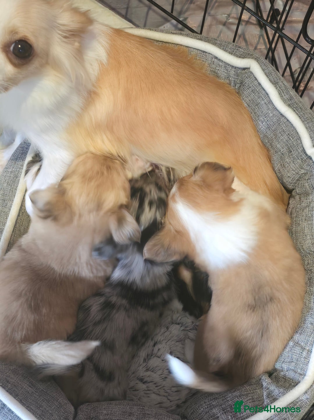 Chihuahua dogs for sale: Stunning longhaired Chihuahua puppies  - Image 13