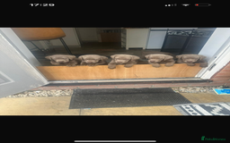Labrador Retriever dogs for sale: Silver labradors *READY TO LEAVE* - Image 1