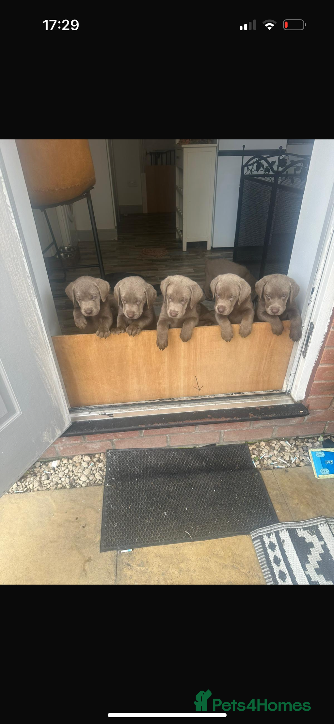 Labrador Retriever dogs for sale: Silver labradors *READY TO LEAVE* - Image 1