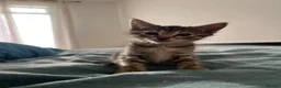 Mixed Breed cats for sale: Savannah x Maine Coon kittens - Advert 8