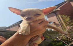 Chihuahua dogs for sale: 2 pure breed male chihuahua ready to leave - Image 7