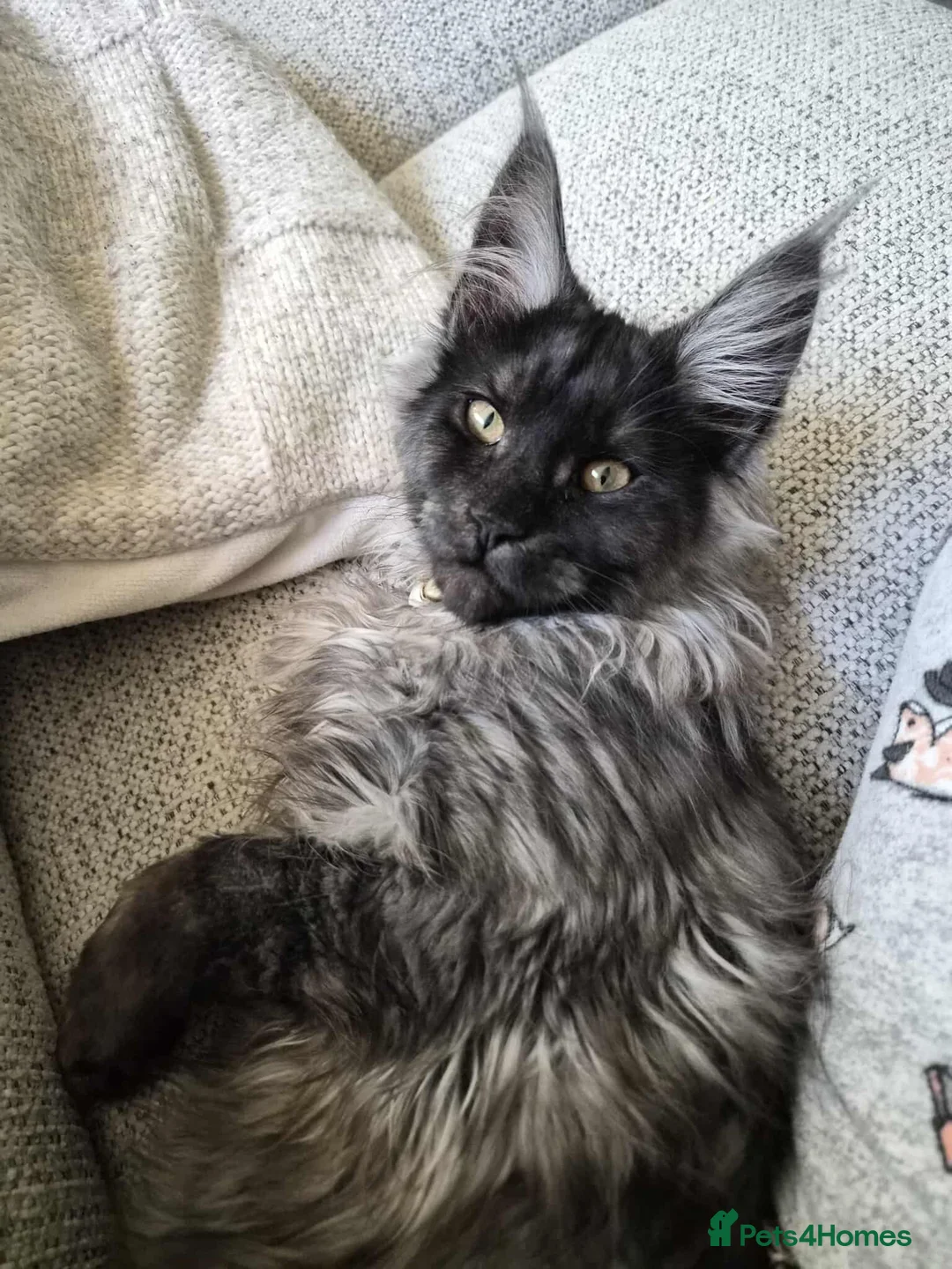 Mixed Breed cats for sale: Mainecoon kitten - Advert 1