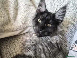 Mixed Breed cats Gorgeous Mainecoon kitten - Advert 5