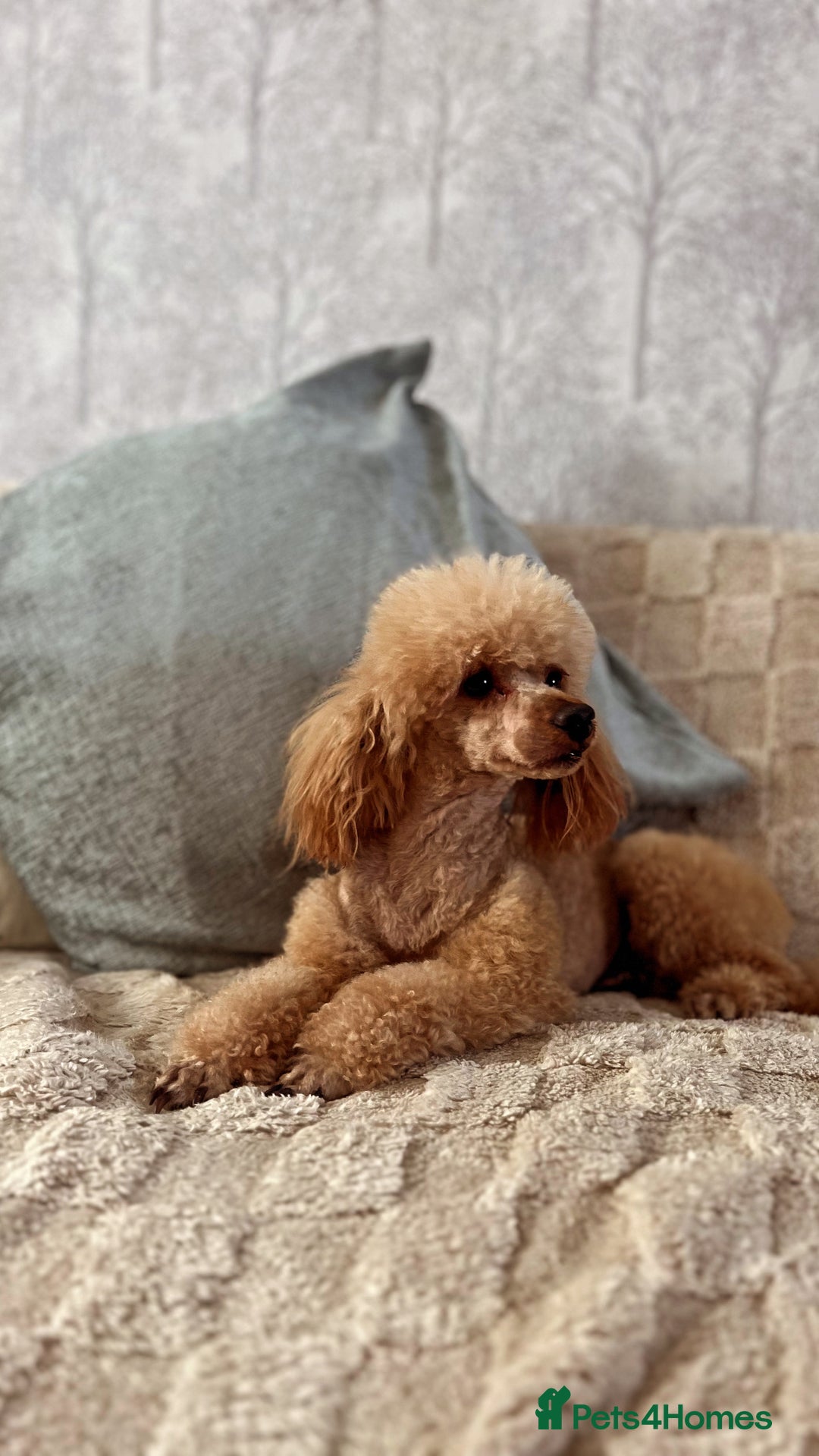 Toy Poodle dogs for stud: KC DNA Health Tested Red Toy Poodle Stud in Worcester - Advert 4