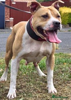 Belgian Shepherd Dog dogs - Advert 15