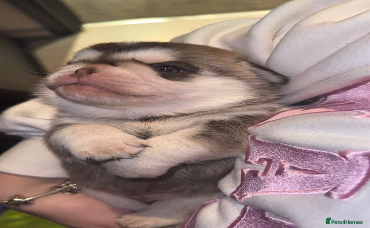 Pug dogs Pug pedigree  - Advert 9