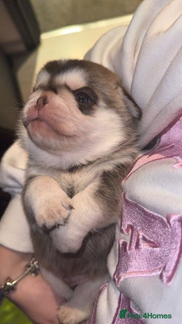 Pug dogs Pug pedigree - Advert 9