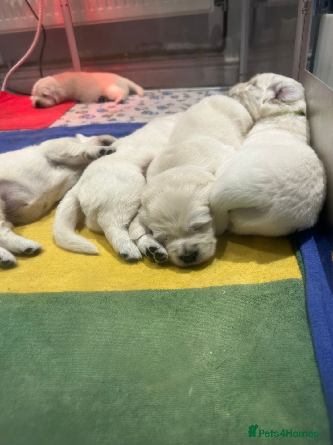 Golden Retriever dogs for sale: Quality Bred Golden Retriever Puppies - Advert 8