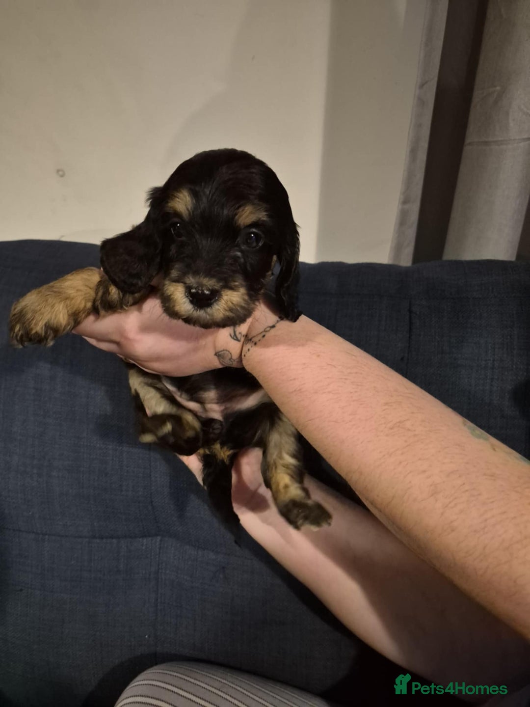 Cockapoo dogs for sale: Fantastic health tested F1b TOY COCKAPOOS - Advert 4