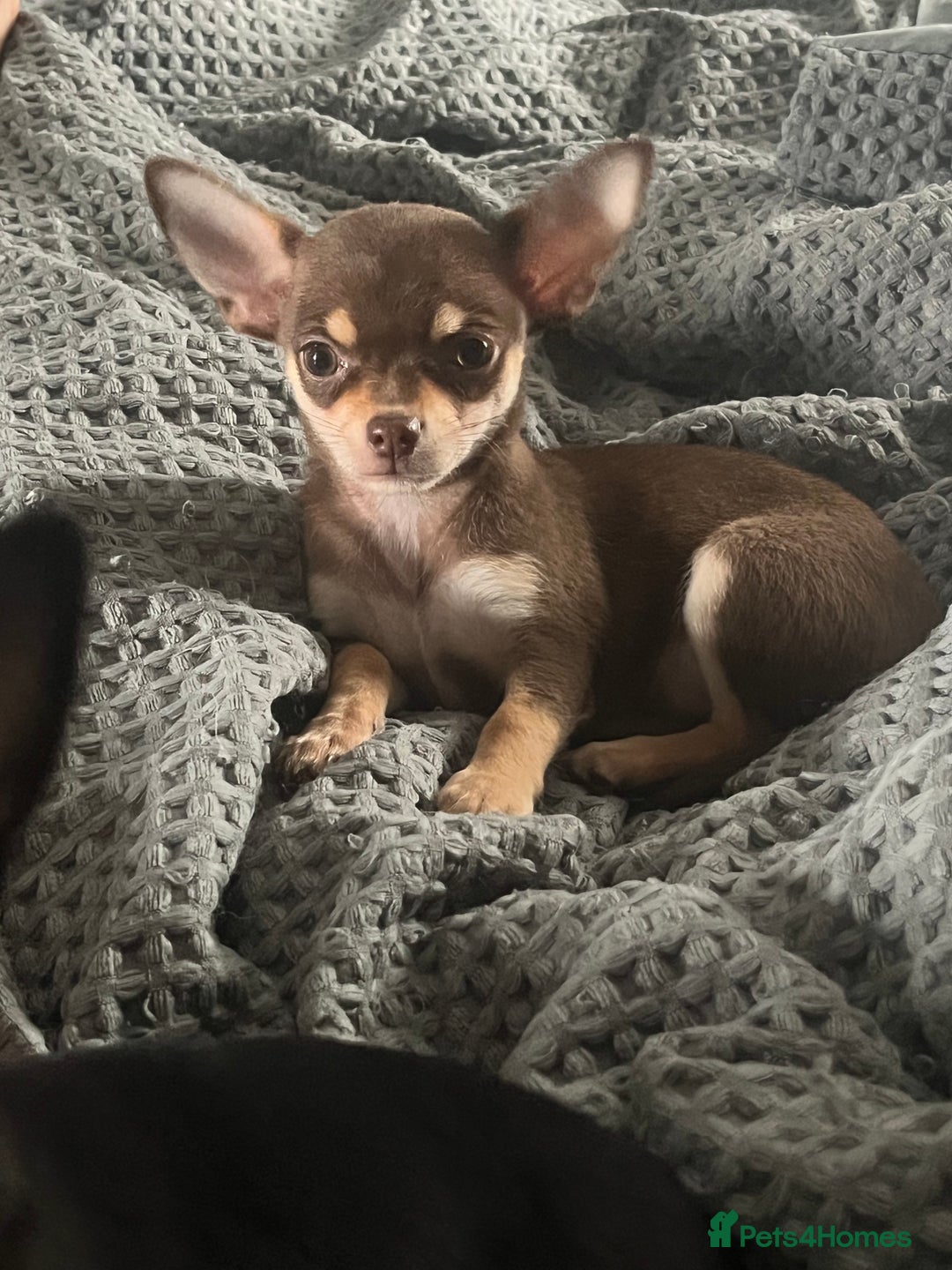 Chihuahua dogs for stud: Blue n tan small chihuahua stud carrying chocolate in Harpenden - Advert 14
