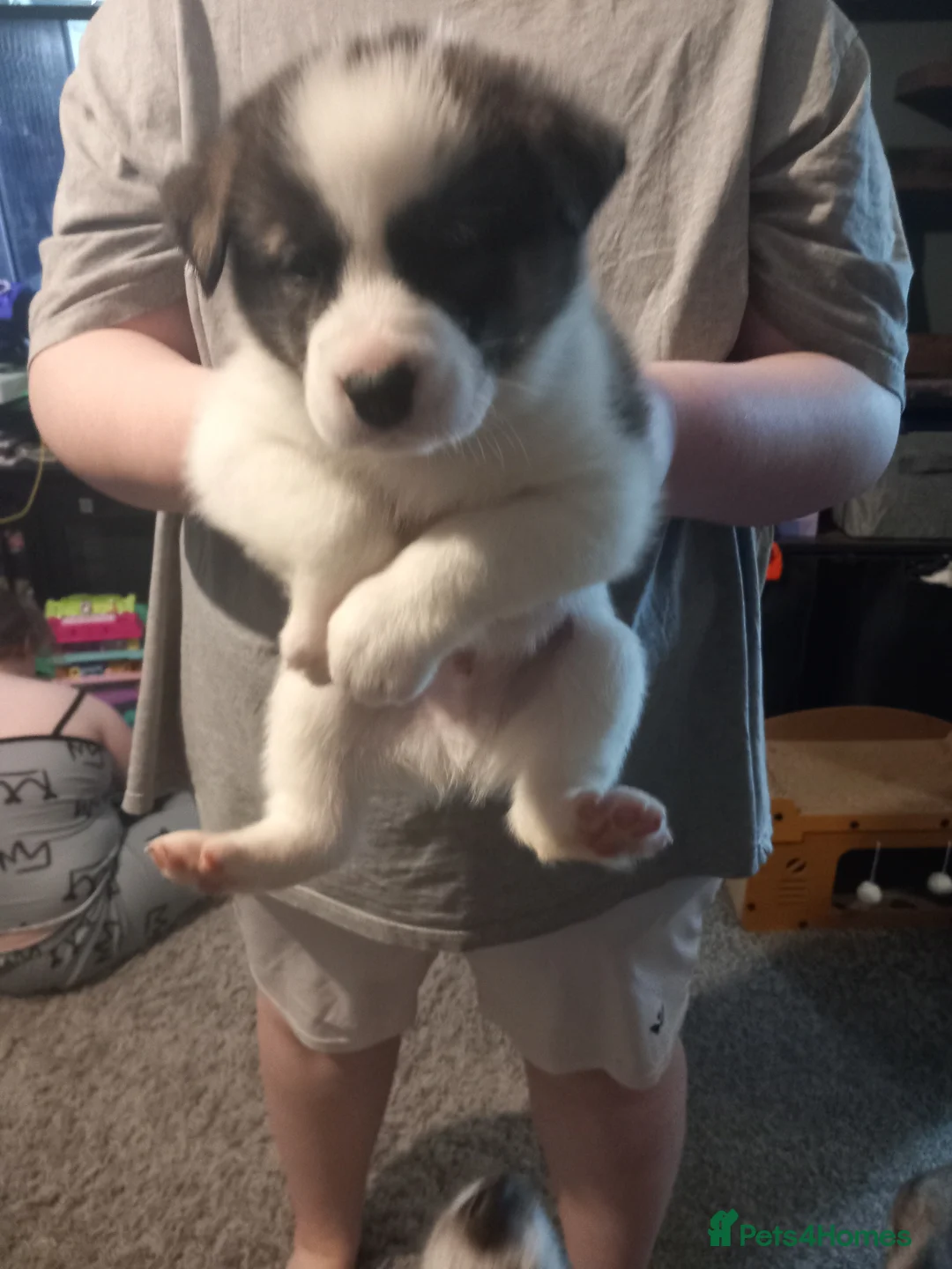 Huskita dogs for sale: Husky akita puppies  - Advert 2