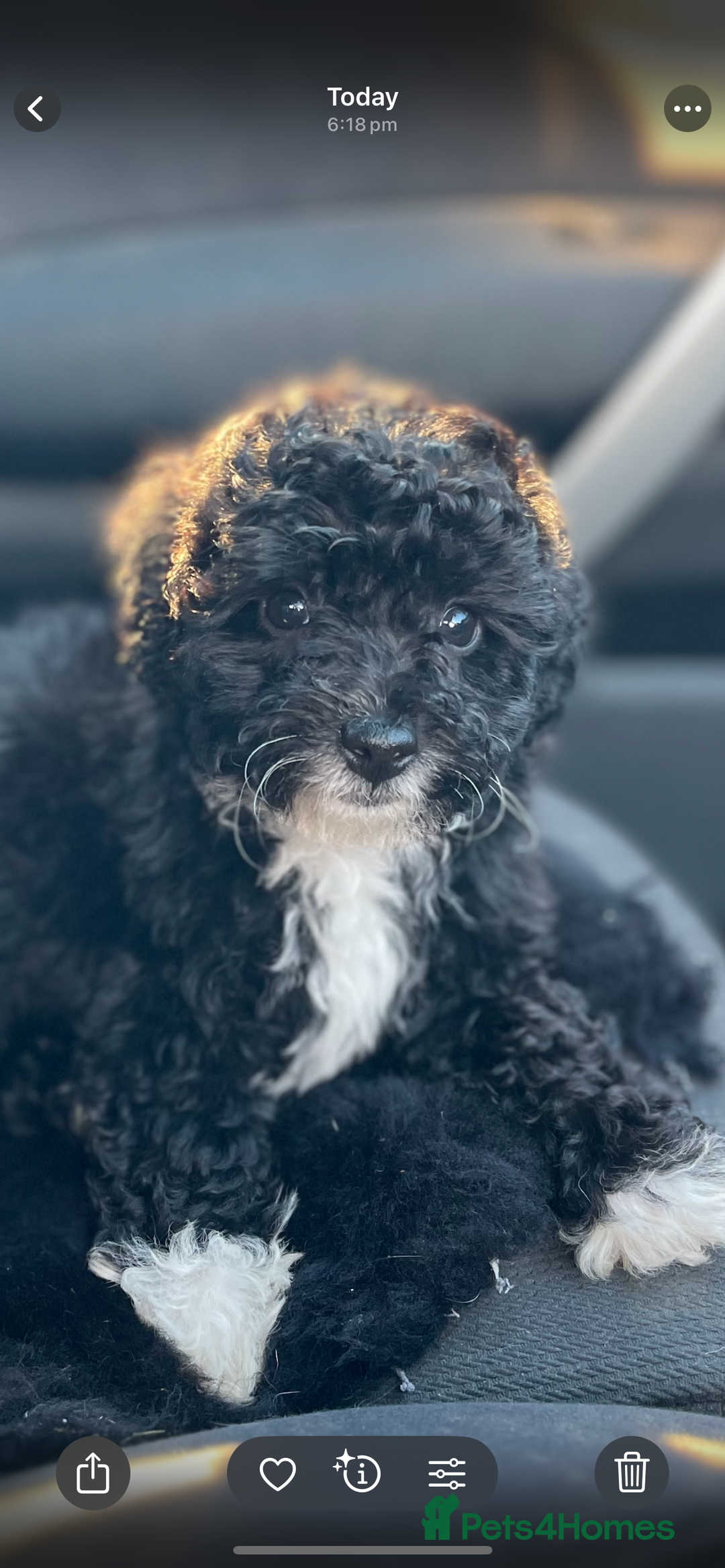 Jackapoo dogs for sale: Jackapoo  - Image 12
