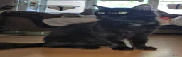 Mixed Breed cats for adoption: Young female rescue black cat - Advert 3
