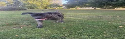 Presa Canario dogs for sale: 10 months presa canario in Edinburgh - Advert 3