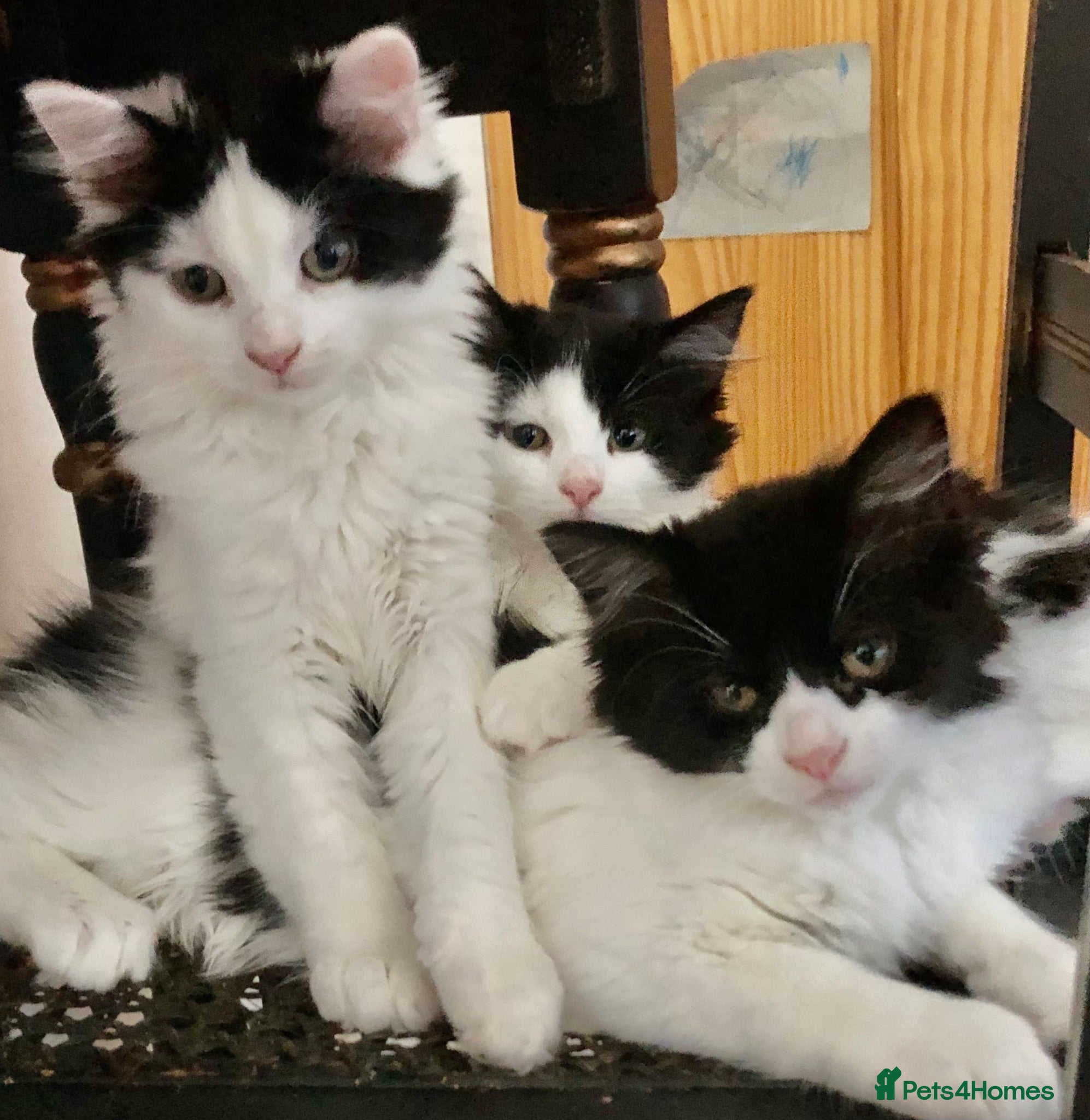 Mixed Breed cats Main Coon Mix Kittens looking for a home  - Advert 2