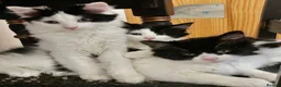 Mixed Breed cats for sale: Main Coon Mix Kittens looking for a home  - Advert 1