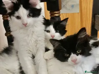 Mixed Breed cats Main Coon Mix Kittens looking for a home - Advert 3