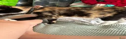 Mixed Breed cats for sale: 2 year old female  - Advert 9