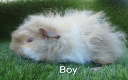 Guinea Pig rodents for sale: Alpaca x Guinea pigs  - Image 5