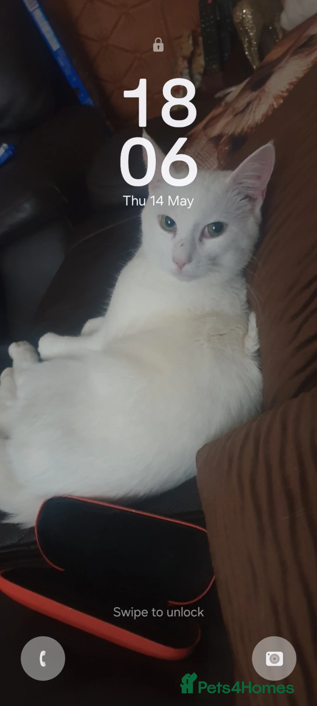 Turkish Angora cats for sale: Turkish Angora in Worksop - Advert 5