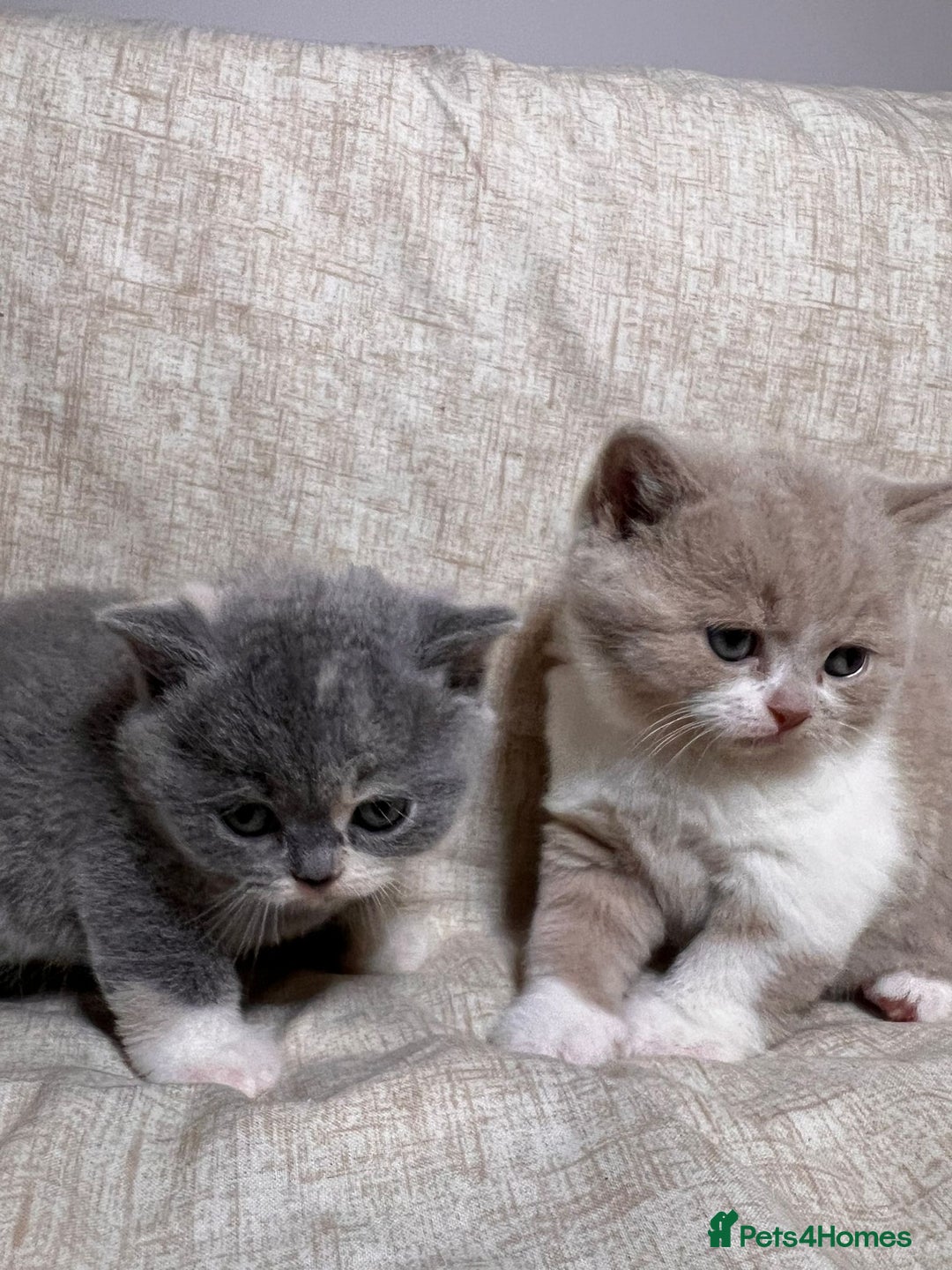 British Shorthair cats for sale: Multicolour GCCF Registered BSH kittens - Advert 6