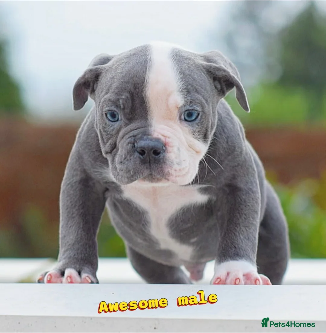 Old Tyme Bulldog dogs for sale: 23 years 5⭐️Rated Licensed professionals  - Advert 2