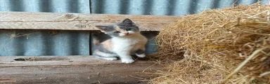 Tortoiseshell 