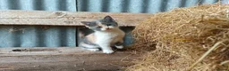 European cats for sale: Two farm cats ready to go - Advert 6
