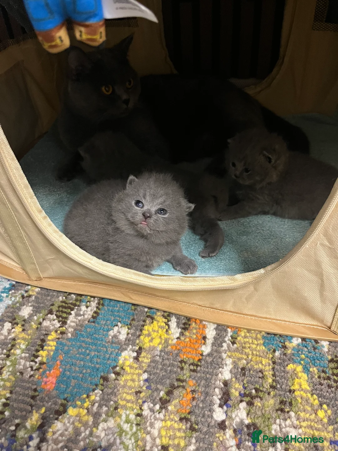 British Shorthair cats for sale: British Shorthair Kittens Available - Advert 10