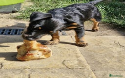 Mixed Breed dogs for sale: Dottie  - Image 6