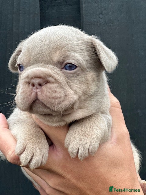 French Bulldog dogs NEW SHADE VISUAL FLUFFY+ ISABELLA FRENCH BULLDOG  - Advert 2