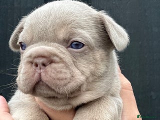 French Bulldog dogs NEW SHADE VISUAL FLUFFY+ ISABELLA FRENCH BULLDOG - Advert 2