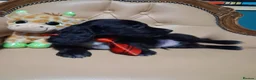 Cocker Spaniel dogs for sale: 1 gorgeous kc cocker spaniel puppy for sale  - Advert 4