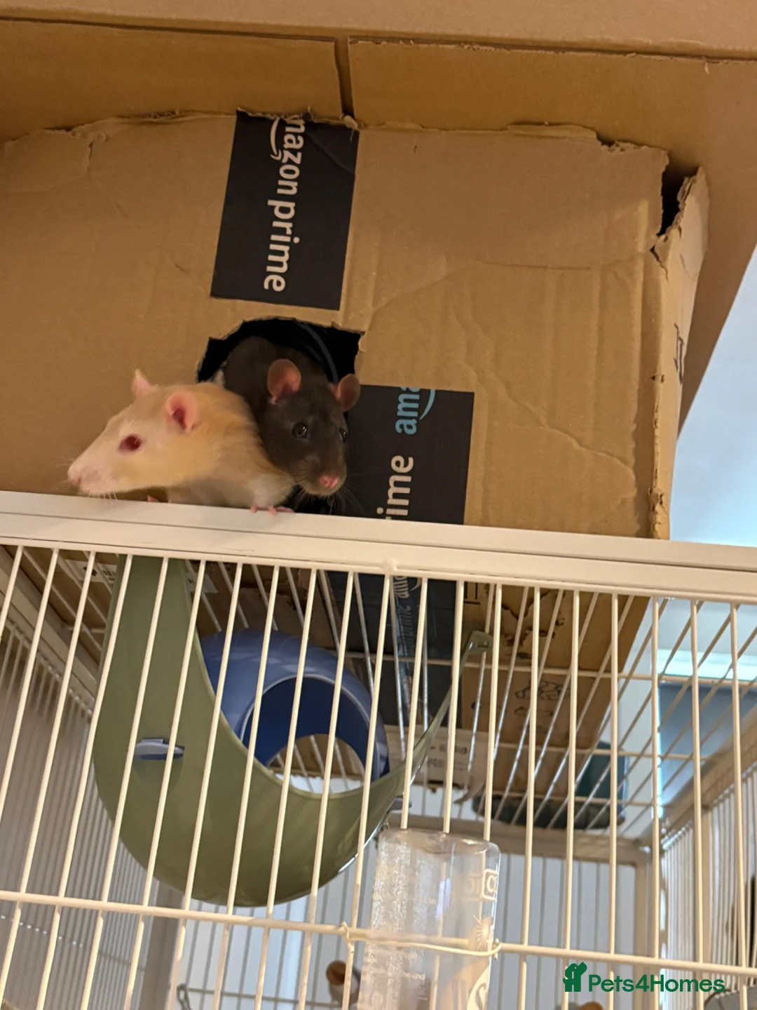 Rat rodents for sale: 2 male rats in Dunfermline - Advert 3