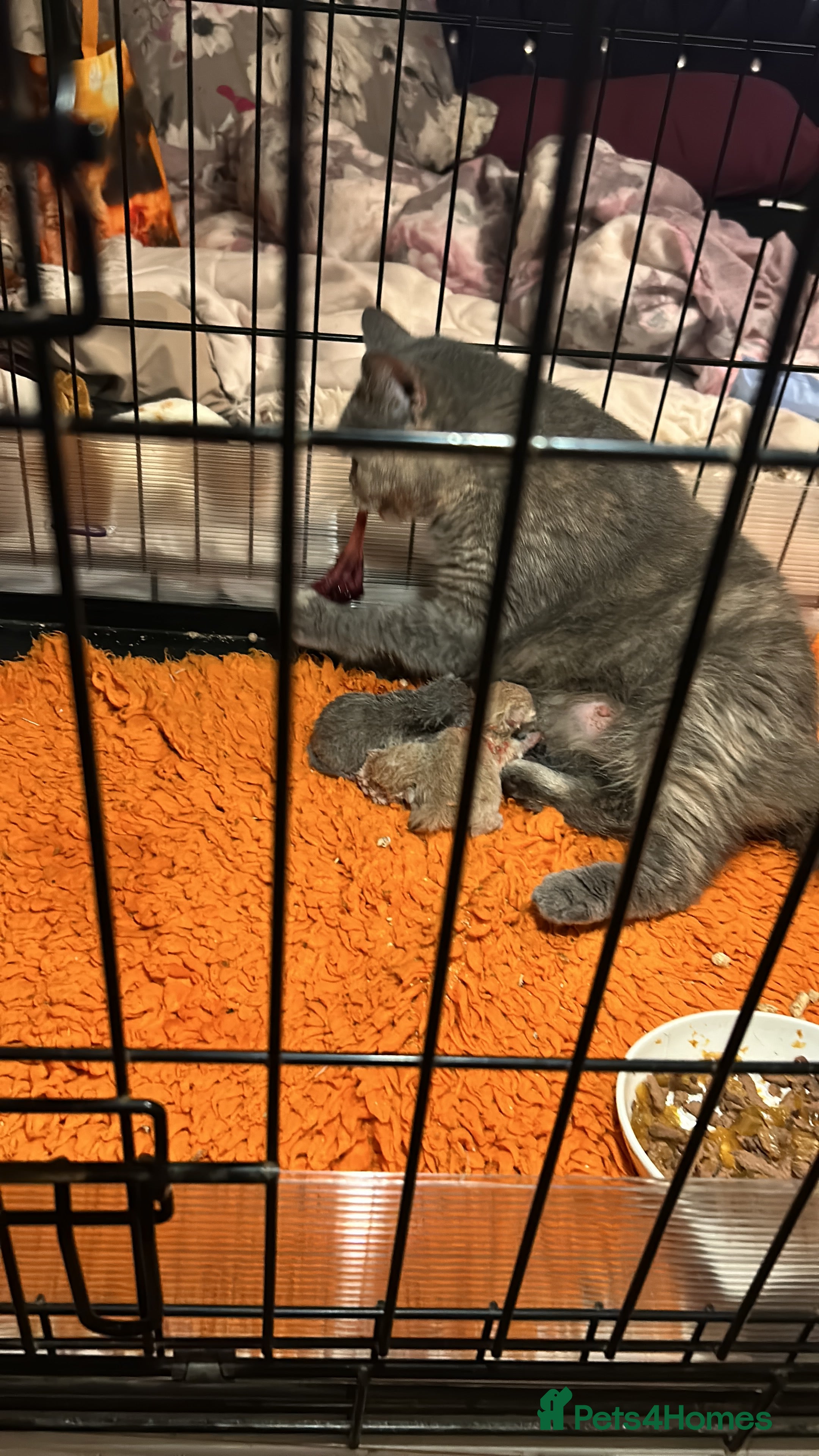 British Shorthair cats British shorthair kittens - Advert 1