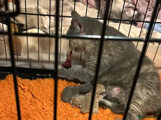 British Shorthair cats British shorthair kittens - Advert 1