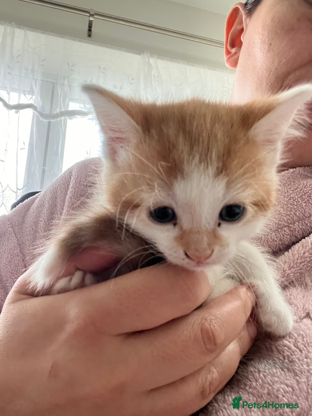 European cats for sale: Kittens available now taby ginger - Advert 9