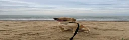 Goldador dogs for sale: Arlo - Labrador x golden retreiver - Advert 3