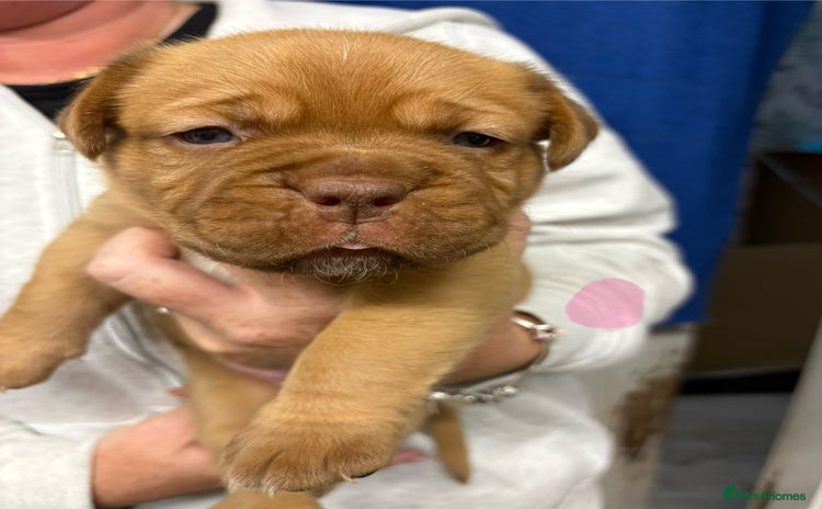 Dogue De Bordeaux dogs - Advert 1
