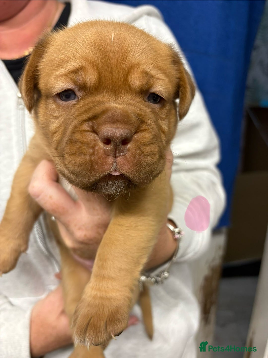 Dogue De Bordeaux dogs for sale: Beautiful chunky ddb puppies  - Image 1