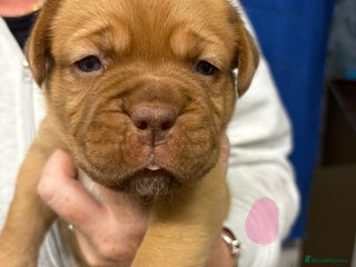 Dogue De Bordeaux dogs - Advert 5
