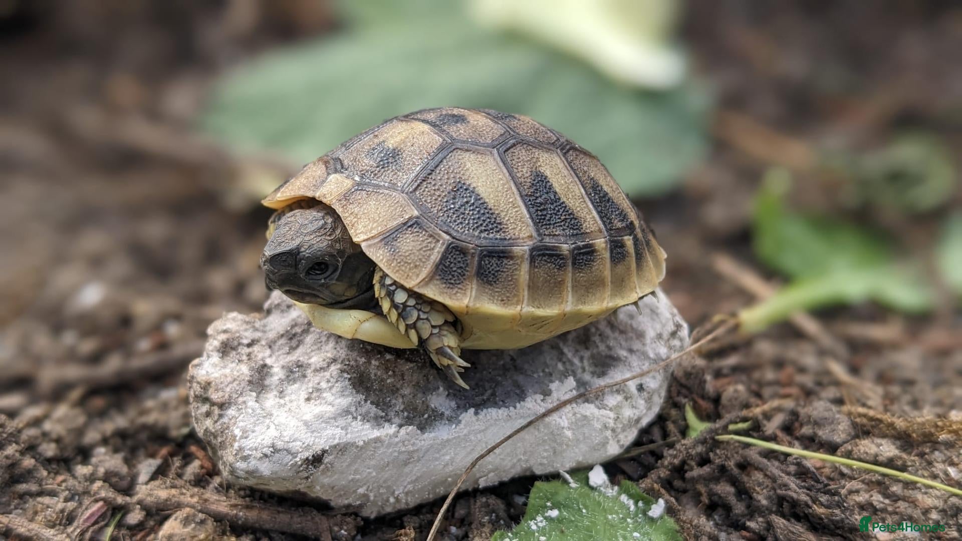 Hermann Tortoise reptiles Hermann tortoises for sale  - Advert 3