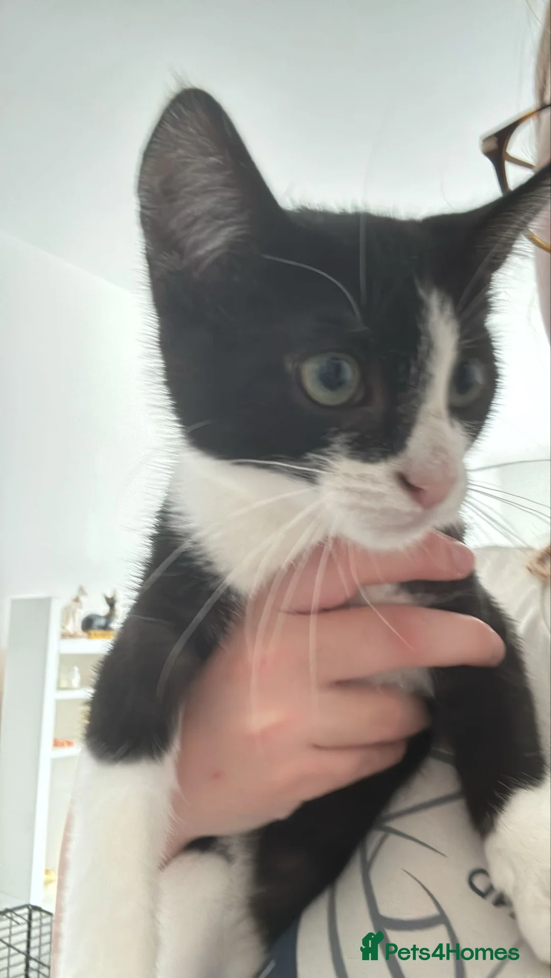 Mixed Breed cats for sale: Ragdoll x male kitten in Dorchester - Advert 5