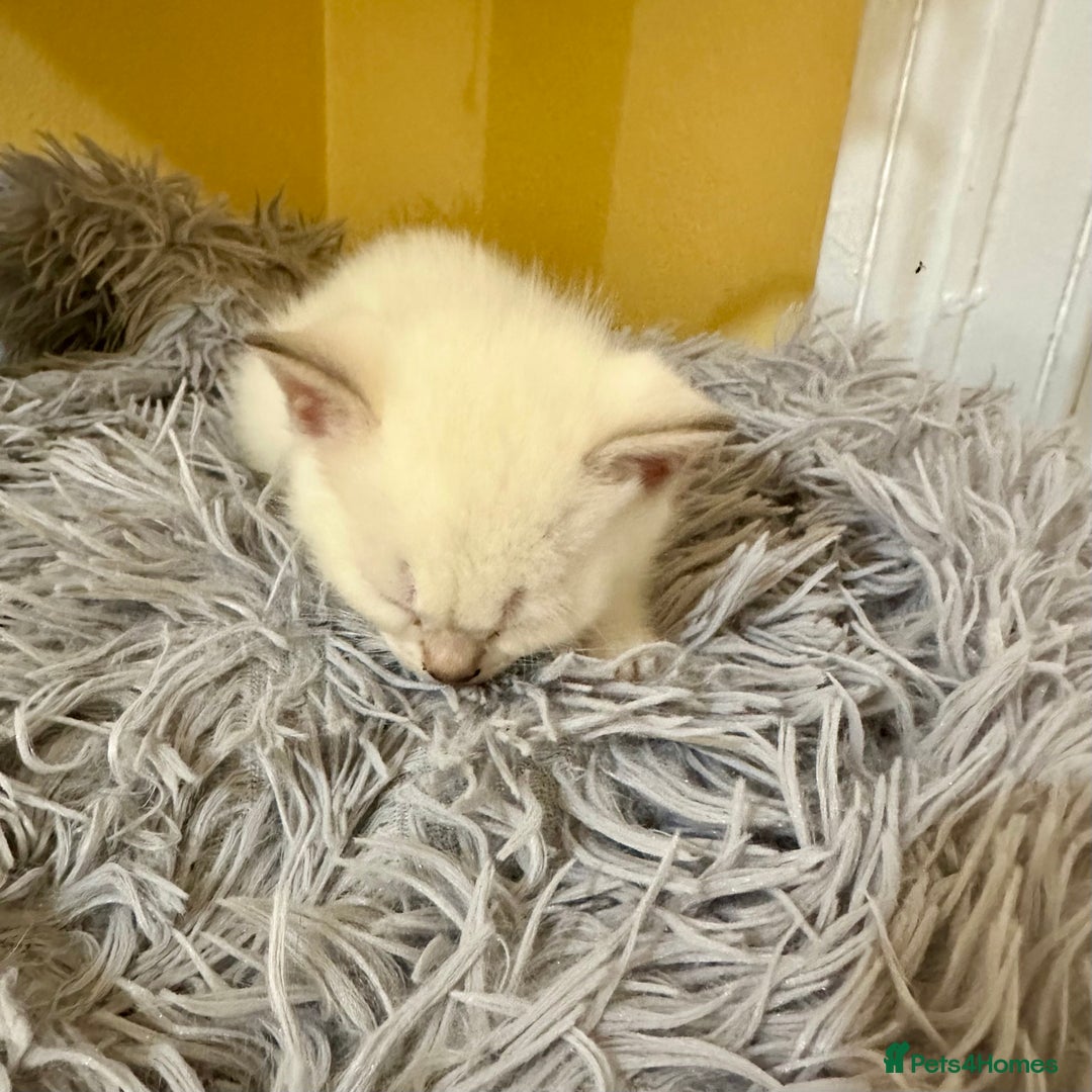 Bengal cats for sale: Stunning GCCF Registered Bengal Kittens  - Advert 13